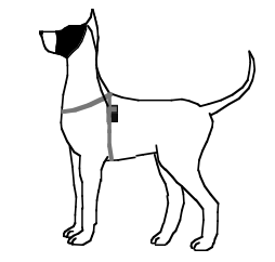 Fig 2 : the dog is wearing a blindfold and earphones diffusing white noise