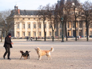 Dogs on the run in Paris