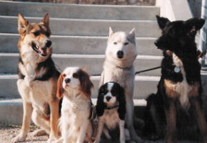 Participating dogs in the experiment