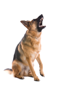 Dog barking: different types and treatments - Smart Animal Training ...