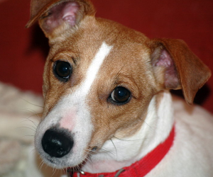 Jack Russell Terrier Demi