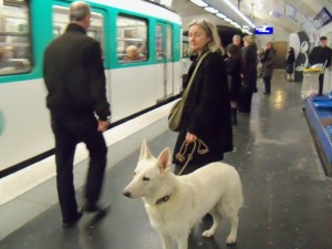 Dogs in Paris
