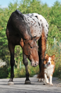 Horse & Dog