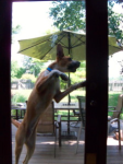 Jumping dog