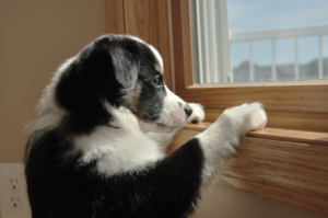 Puppy looking out the window
