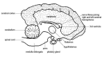 Dog section of the brain