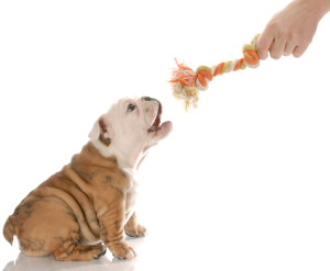 How Enrichment Toys Keep Your Dog Happy and Healthy — Golden Retriever Life