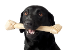 Lab with bone