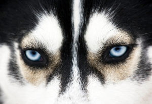 Blue eyed dog