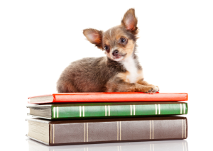 Chihuahua on pile of books