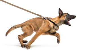 dealing with reactive dogs