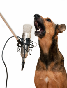 Dog barking in microphone