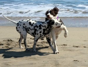 Dogs play on beach