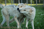 Two wolves at Wolf Park