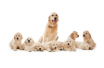 Golden litter