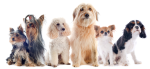 Dogs of all sorts