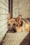 German Shepherd in shelter