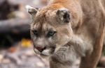 Mountain lion