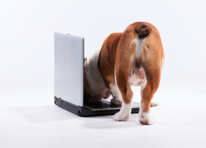 Bulldog and a computer