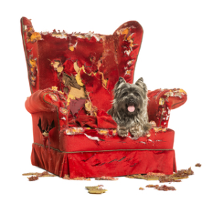 cairn terrier destroyed a chair