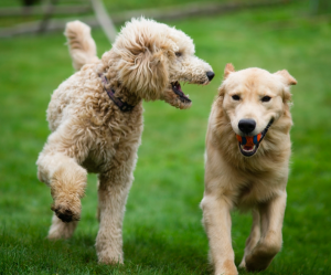 labradoodle and golden running
