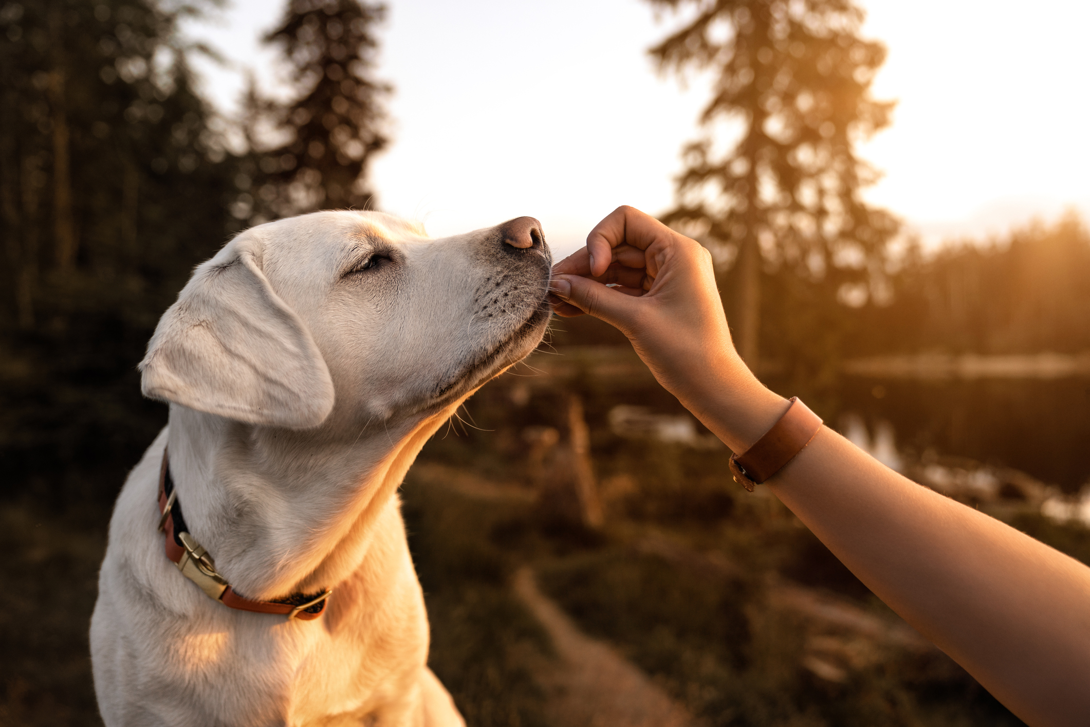 Service Dog Training